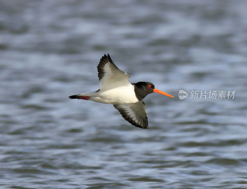 捕牡蛎者(oematopus ostralegus)